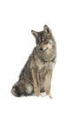 Gray wolf canis lupus isolated on snow Royalty Free Stock Photo