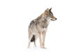 gray wolf canis lupus Royalty Free Stock Photo