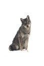 Gray wolf canis lupus Royalty Free Stock Photo