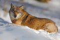 Gray wolf, Canis lupus, lying in the white during winter Royalty Free Stock Photo