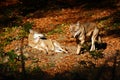 Gray wolf, Canis lupus, in the orange leaves. Two wolfs in the autumn orange forest. Animal in the nature habitat. Wildlife scene Royalty Free Stock Photo