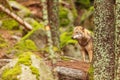 Gray wolf Canis lupus peeking from behind a tree Royalty Free Stock Photo