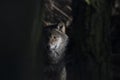 Gray wolf, Canis lupus, portrait of head, adult, young.