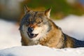 Gray wolf, Canis lupus, portrait at white snow, Norway Royalty Free Stock Photo