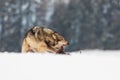 Male gray wolf Canis lupus savages defend their prey from the intruder, gnashing their teeth