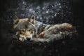 Gray wolf (Canis lupus) sleep