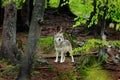 Gray wolf, Canis lupus, in the spring light, in the forest with green leaves. Wolf in the nature habitat. Wild animal in the Royalty Free Stock Photo