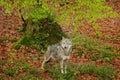 Gray wolf, Canis lupus, in the spring light, in the forest with green leaves. Wolf in the nature habitat. Wild animal in the Royalty Free Stock Photo