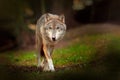 Gray wolf, Canis lupus, in the spring light, in the forest with green leaves. Wolf in the nature habitat. Wild animal in the Royalty Free Stock Photo