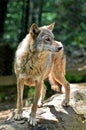 Gray wolf - Canis lupus Royalty Free Stock Photo