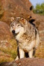 Gray wolf (Canis lupus) Royalty Free Stock Photo