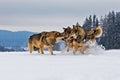 Gray wolf Canis lupus wild pack struggling with each other in the winter in the snow in the wilderness