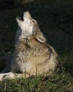 Gray Wolf (Canus lupus)