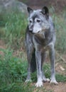 Gray Wolf Royalty Free Stock Photo