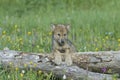 Gray wolf cub Royalty Free Stock Photo
