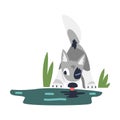 Gray Wolf Cub as Wild Hunting Animal Drinking Water from River Vector Illustration Royalty Free Stock Photo