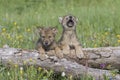 Gray wolf cubs Royalty Free Stock Photo