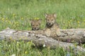 Gray wolf cubs Royalty Free Stock Photo