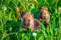 Gray Wolf Cubs in a Grass Royalty Free Stock Photo