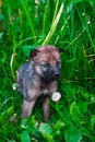 Gray Wolf Cubs in a Grass Royalty Free Stock Photo