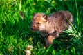 Gray Wolf Cubs in a Grass Royalty Free Stock Photo