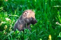 Gray Wolf Cubs in a Grass Royalty Free Stock Photo