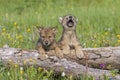 Gray wolf cubs in Montana USA