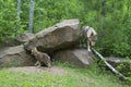 Gray Wolf at den with pups. Royalty Free Stock Photo