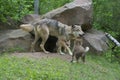 Gray Wolf at den surrounded with pups. Royalty Free Stock Photo