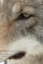 Gray wolf eye close up Royalty Free Stock Photo