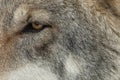 Gray wolf eye close up Royalty Free Stock Photo