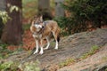 The gray wolf or grey wolf Canis lupus standing on a rock. An adult grey wolf stands on a rock in the woods