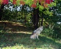 Gray wolf or grey wolf Canis lupus, also timber or western wolf Royalty Free Stock Photo