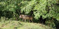 Gray wolf or grey wolf Canis lupus, also timber or western wolf Royalty Free Stock Photo