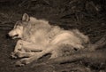 Gray wolf or grey wolf Canis lupus Royalty Free Stock Photo