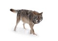 Gray wolf with a grin is isolated on a white Royalty Free Stock Photo