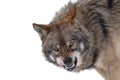 gray wolf with a grin is isolated on white background