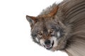 gray wolf with a grin is isolated on white background Royalty Free Stock Photo