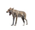 Gray wolf with grinning jaws isolated Royalty Free Stock Photo