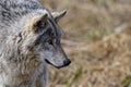 Gray Wolf Head Shot Looking Right Royalty Free Stock Photo