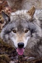 Gray Wolf Head Shot Royalty Free Stock Photo
