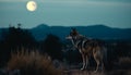 Gray wolf howling at dusk in the wilderness area generated by AI Royalty Free Stock Photo