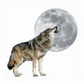 Gray Wolf Howling at Full Moon in Night Isolated on White Background Royalty Free Stock Photo