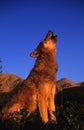 Gray Wolf Howling at Sunrise