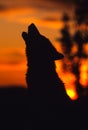 Gray Wolf Howling at Sunrise Royalty Free Stock Photo