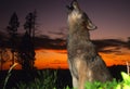 Gray Wolf Howling at Sunset