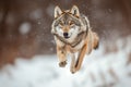 Gray Wolf jumping. Wolf leaping forward towards camera. Furious wolf leaping while hunting. European gray wolf, running and