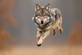 Gray Wolf jumping. Wolf leaping forward towards camera. Furious wolf leaping while hunting. European gray wolf, running and