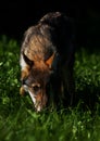 Predator stalking prey. The gray wolf. Wildlife. Royalty Free Stock Photo