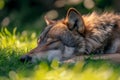 Gray wolf lying in the sun on the grass with closed eyes Royalty Free Stock Photo